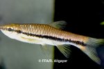 Rasbora borapetensis - 